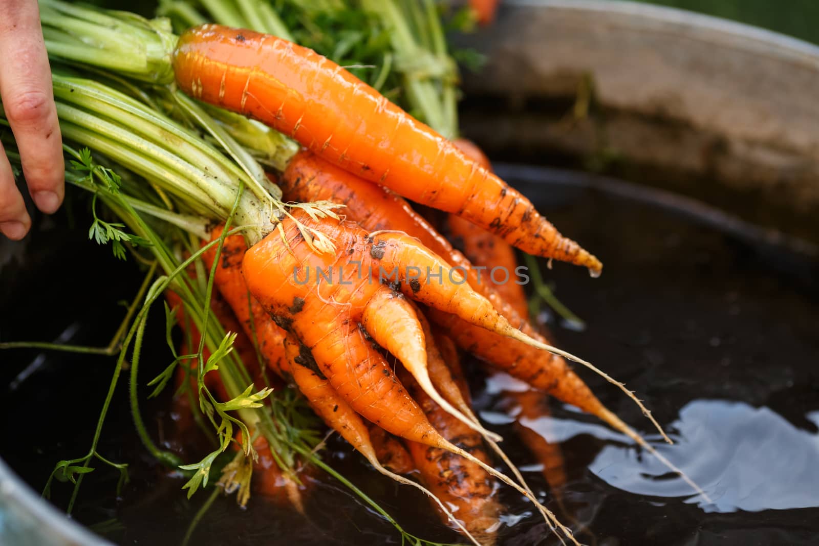 Woman washing a freshly dug carrots. Locavore movement, local farming, harvesting concept