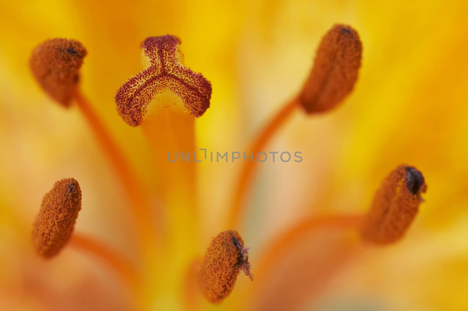 Detail - close-up - of the bloom of lily