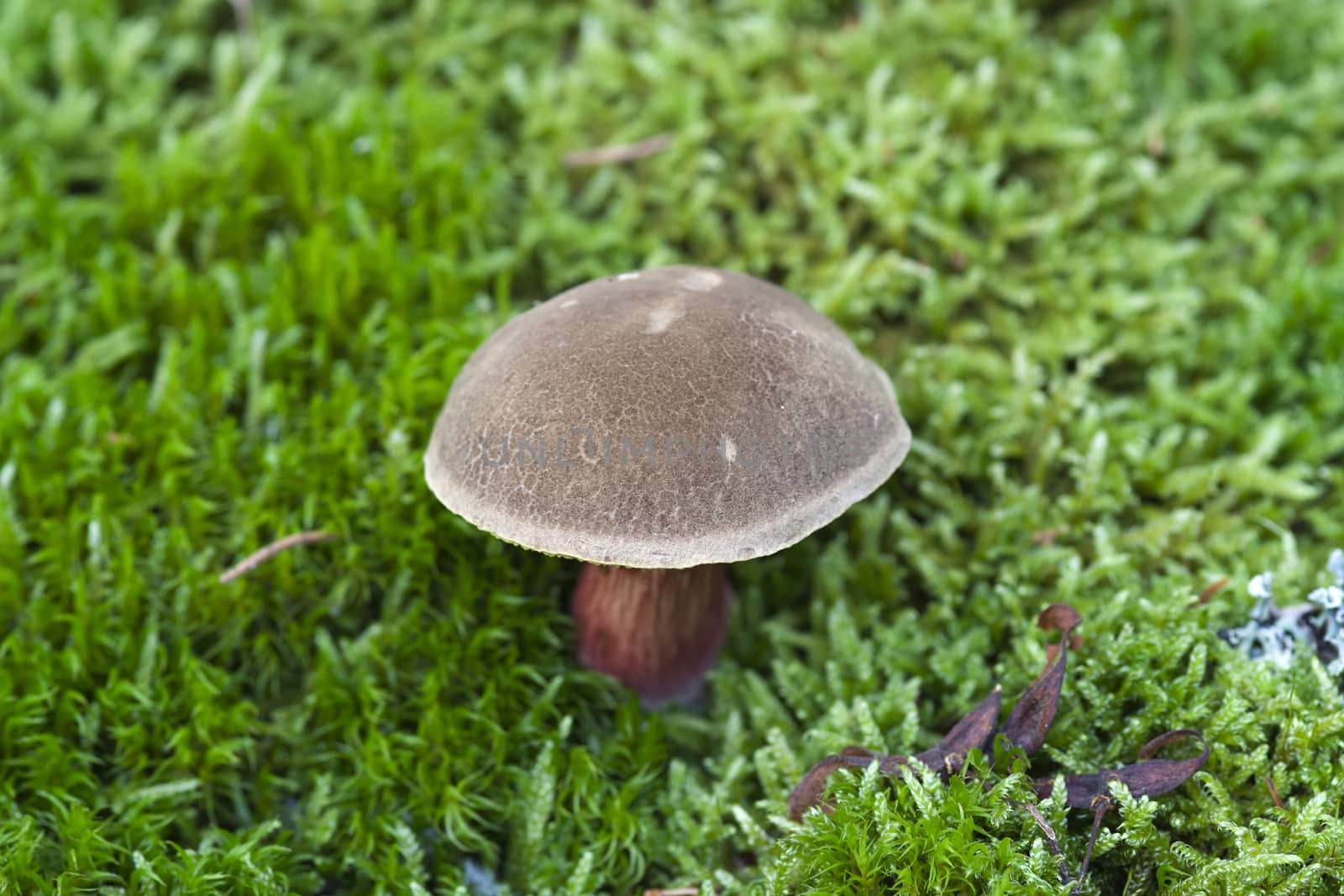 Bay Boletus In Moss by Mibuch