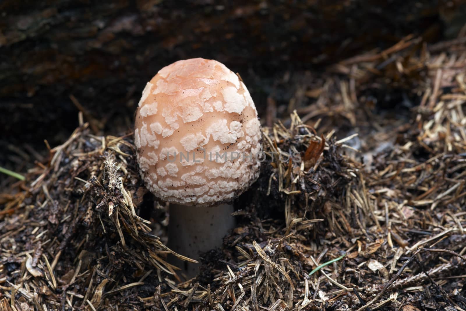 Blusher - Edible Mushroom by Mibuch