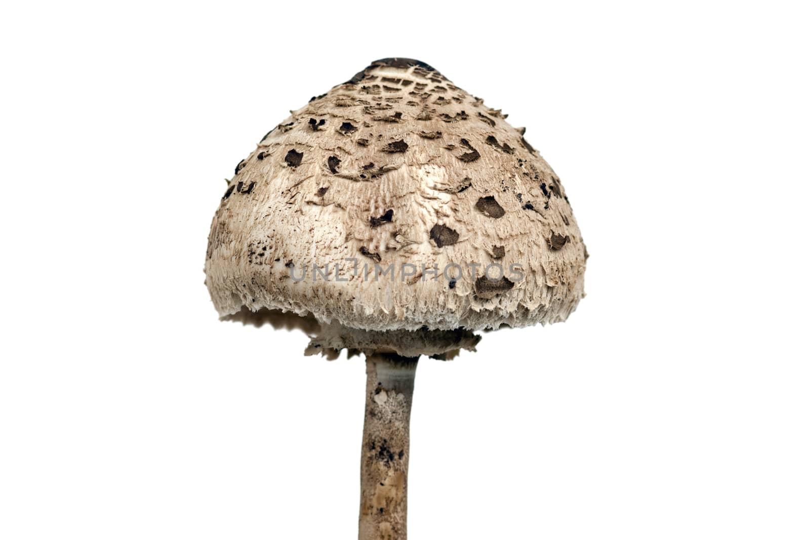 Parasol Mushroom by Mibuch