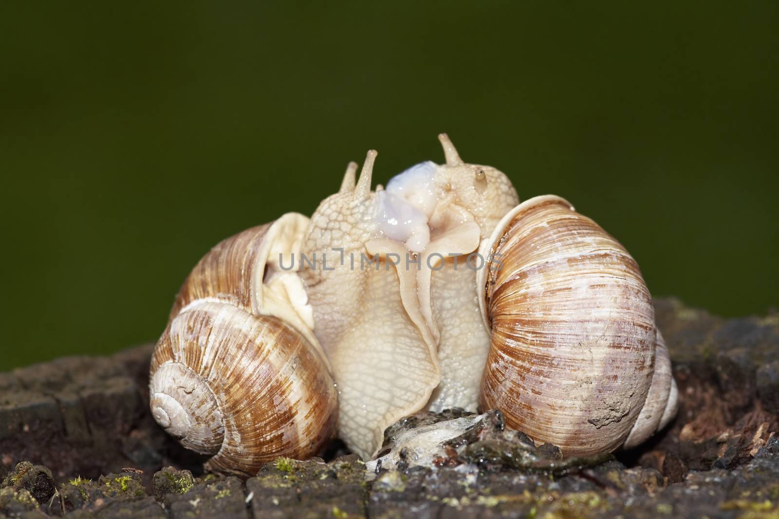 Shot of the snails - reprodusction - animal humor