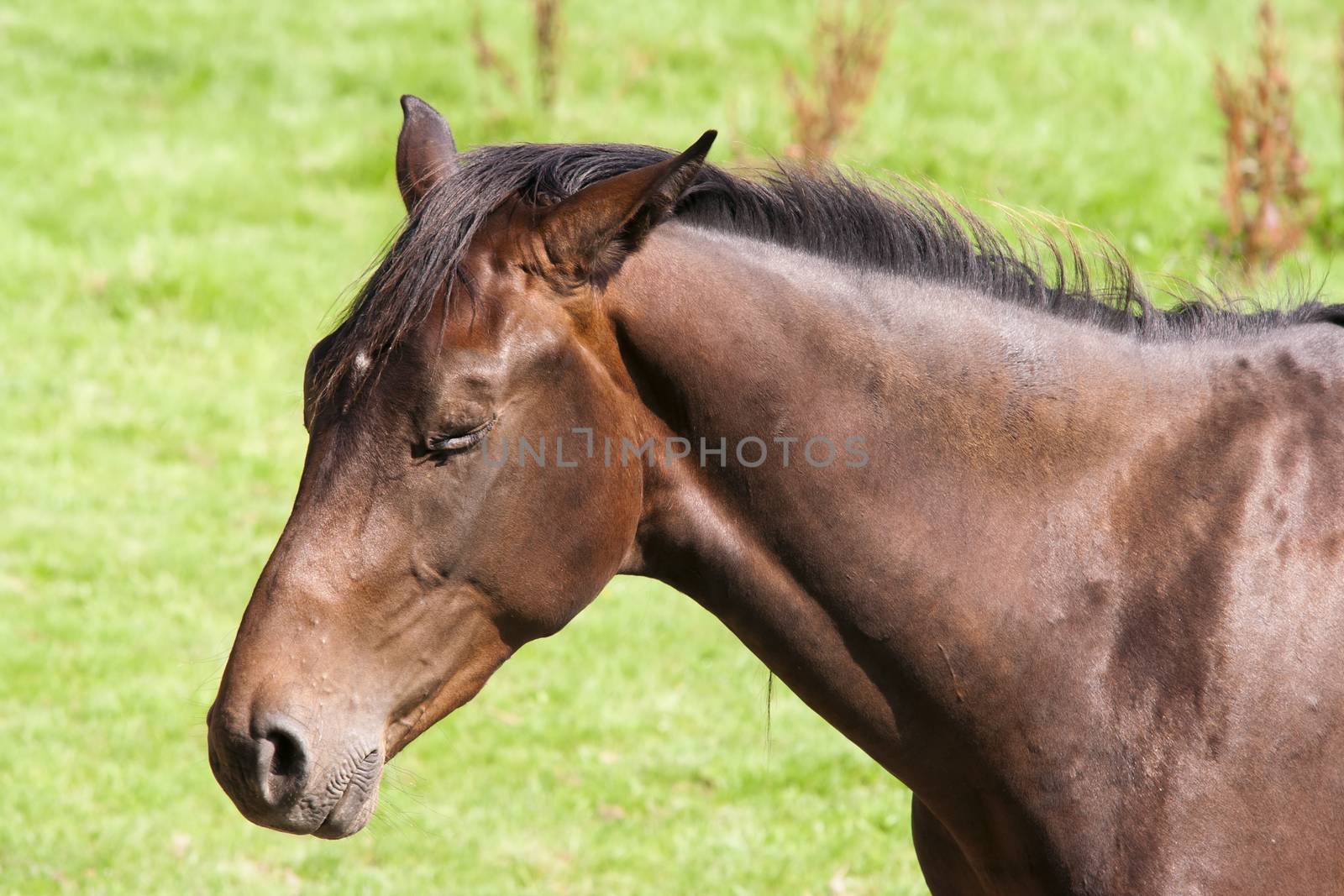 Bay Horse With Eyes Closed by Mibuch