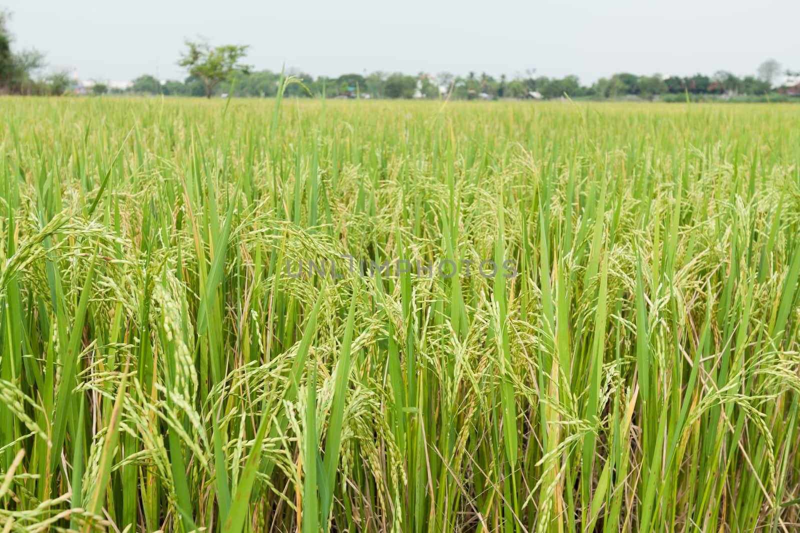 rice field