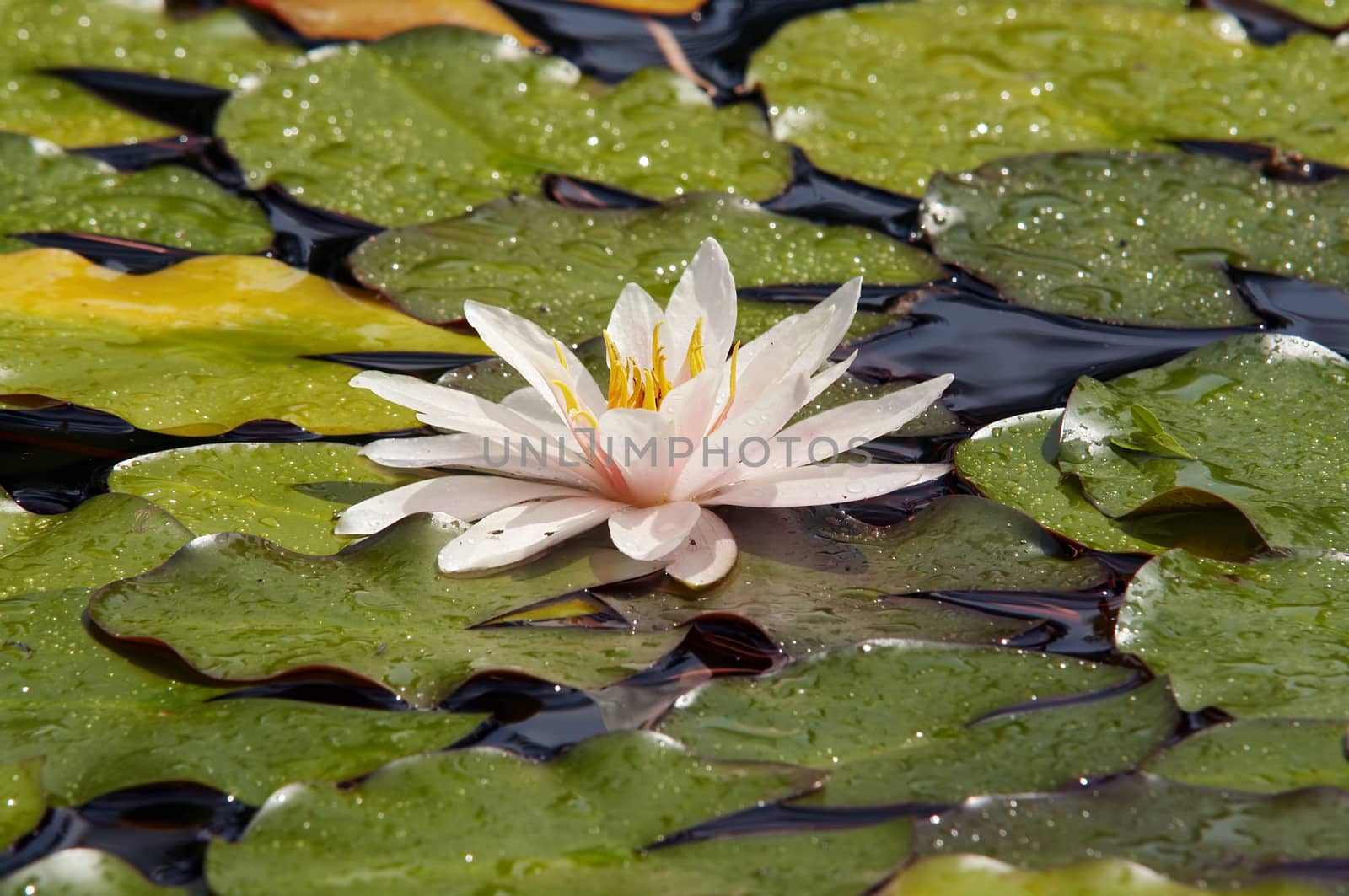 Shot of the white water lily on the water