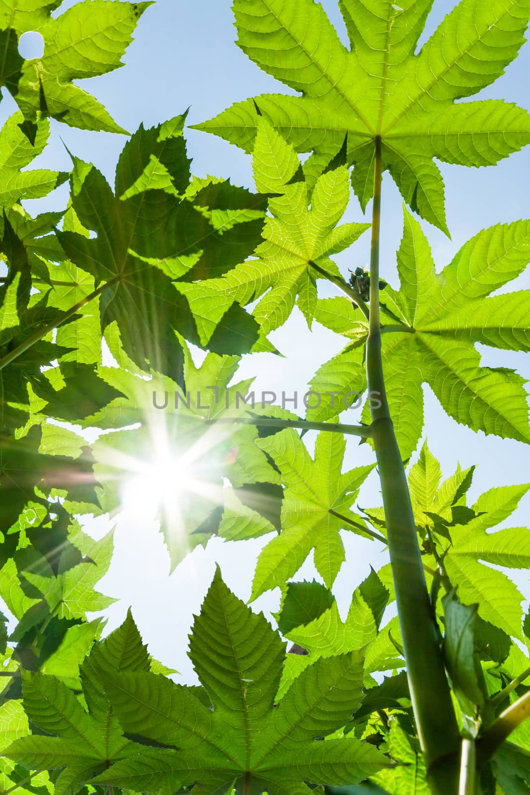 Green leaves and sun  by kritsada1992