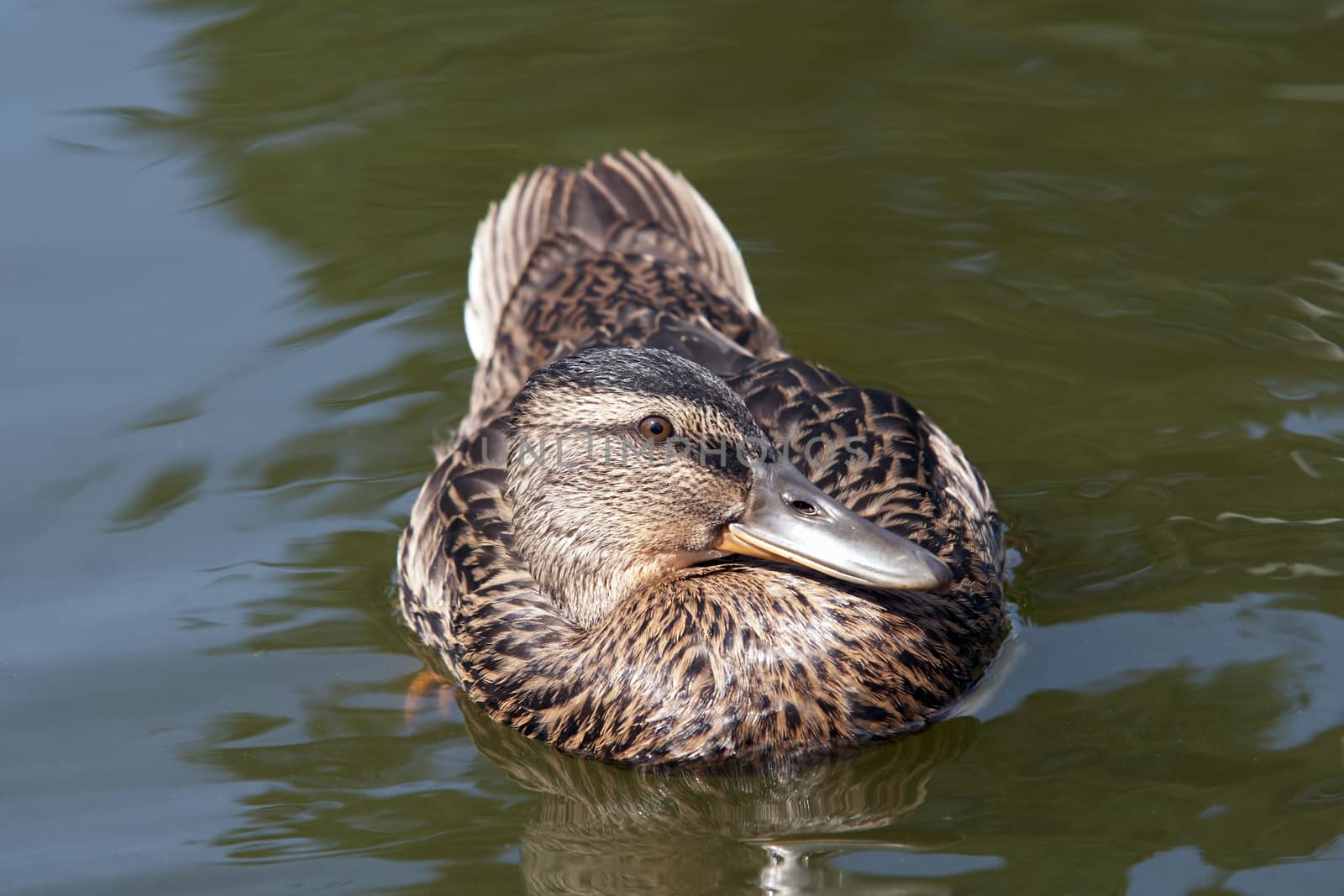 Shot of the wild duck floating on the water with fixed look