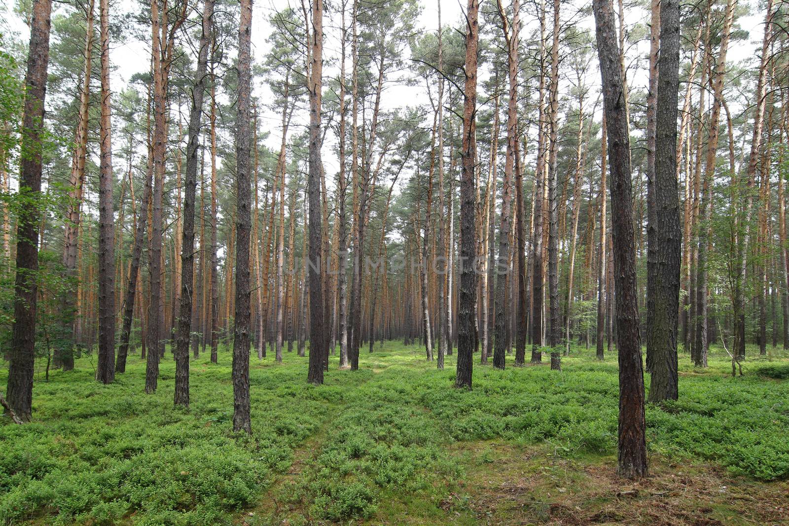 Pine Forest by Mibuch