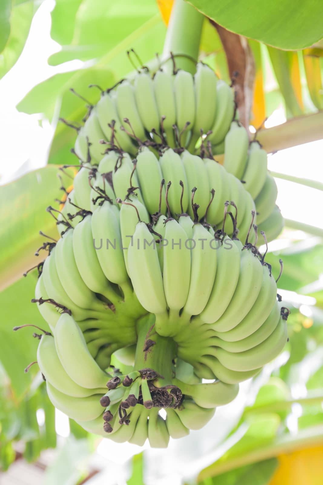 Banana tree with a bunch of bananas