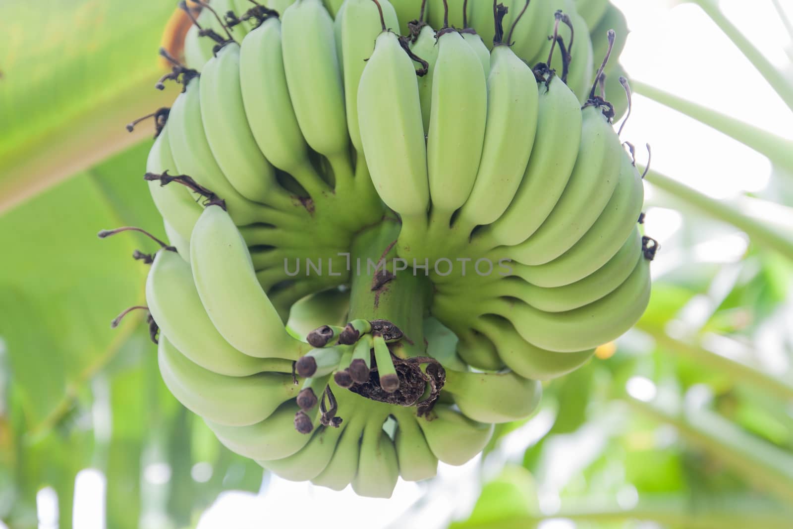 Bananas on Tree