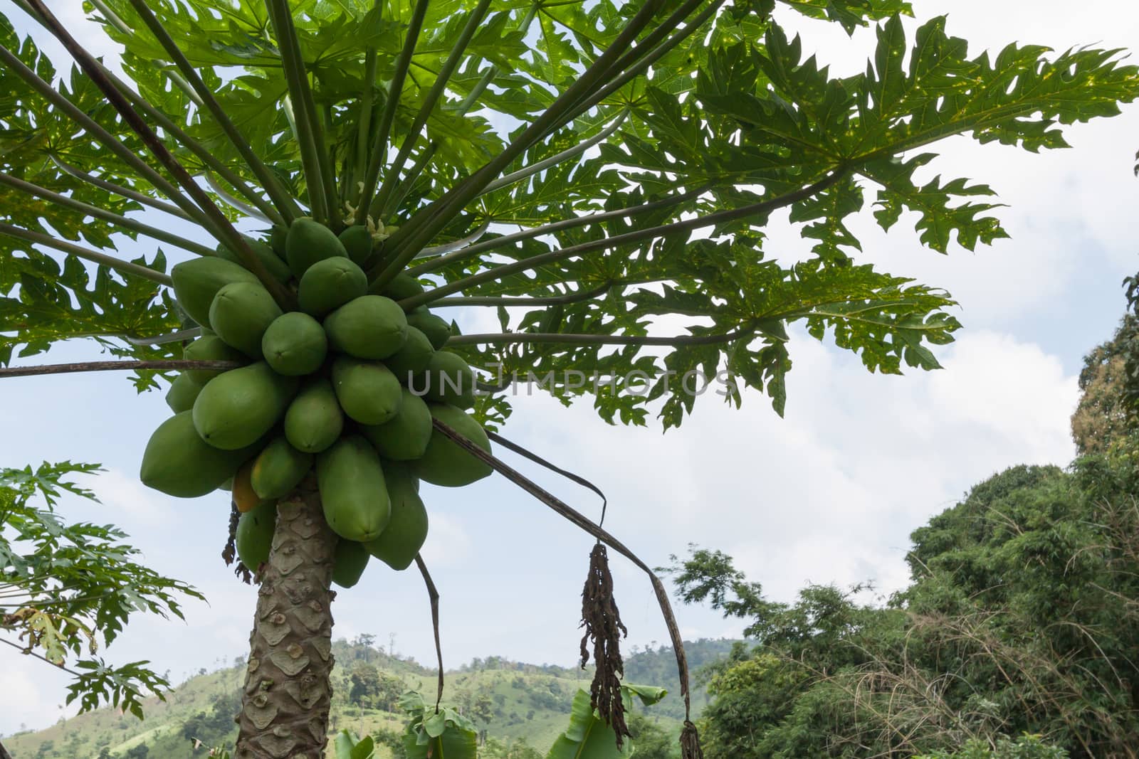 papaya tree with bunch of fruits