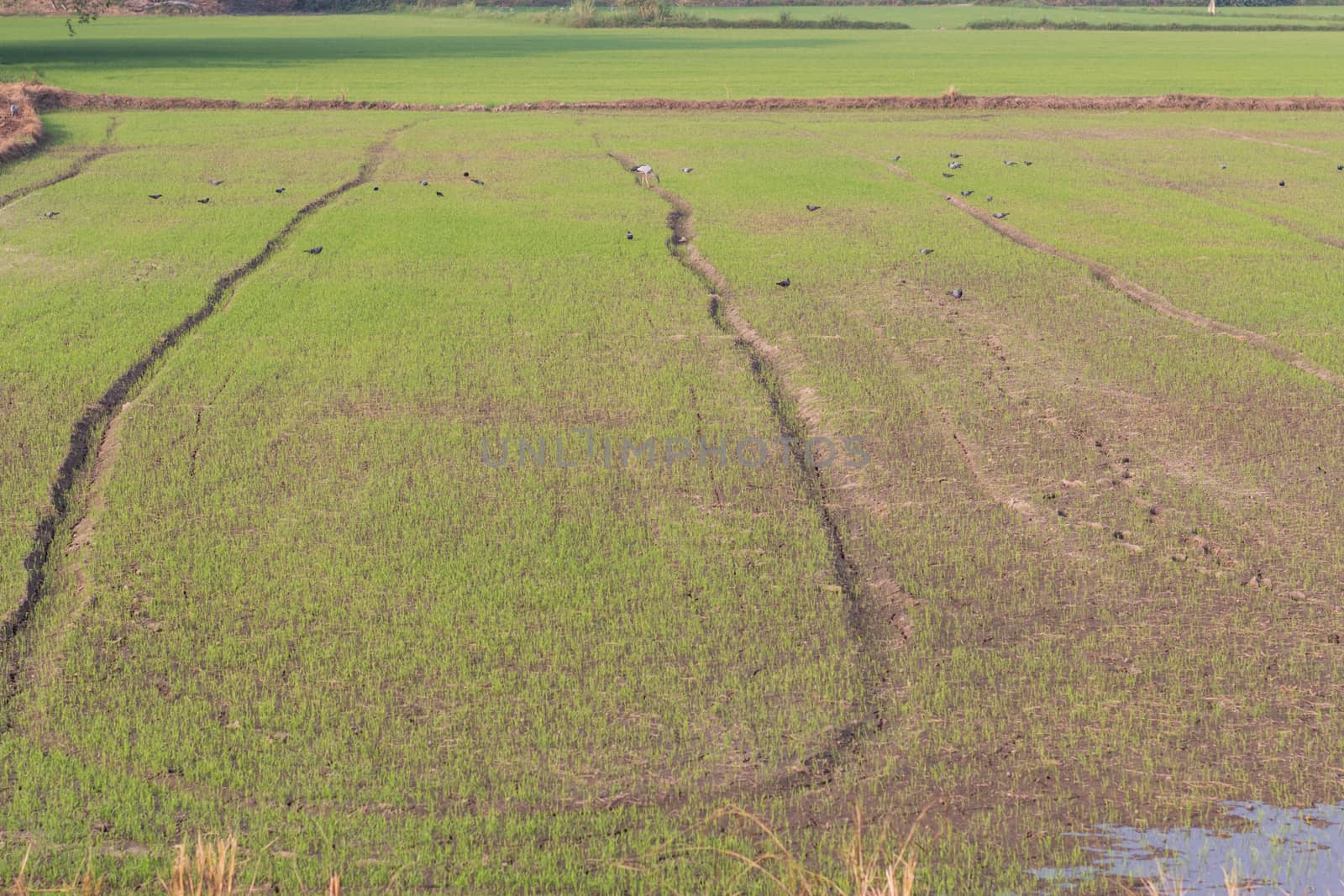 Birds in rice fields