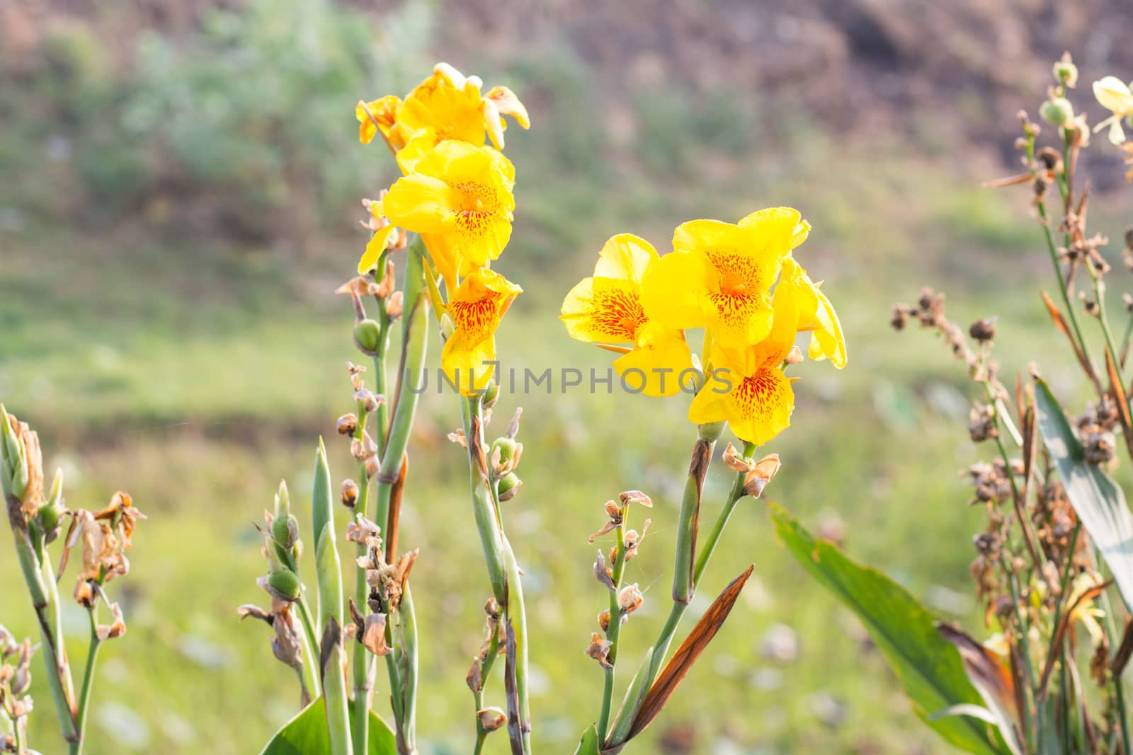 canna flowers