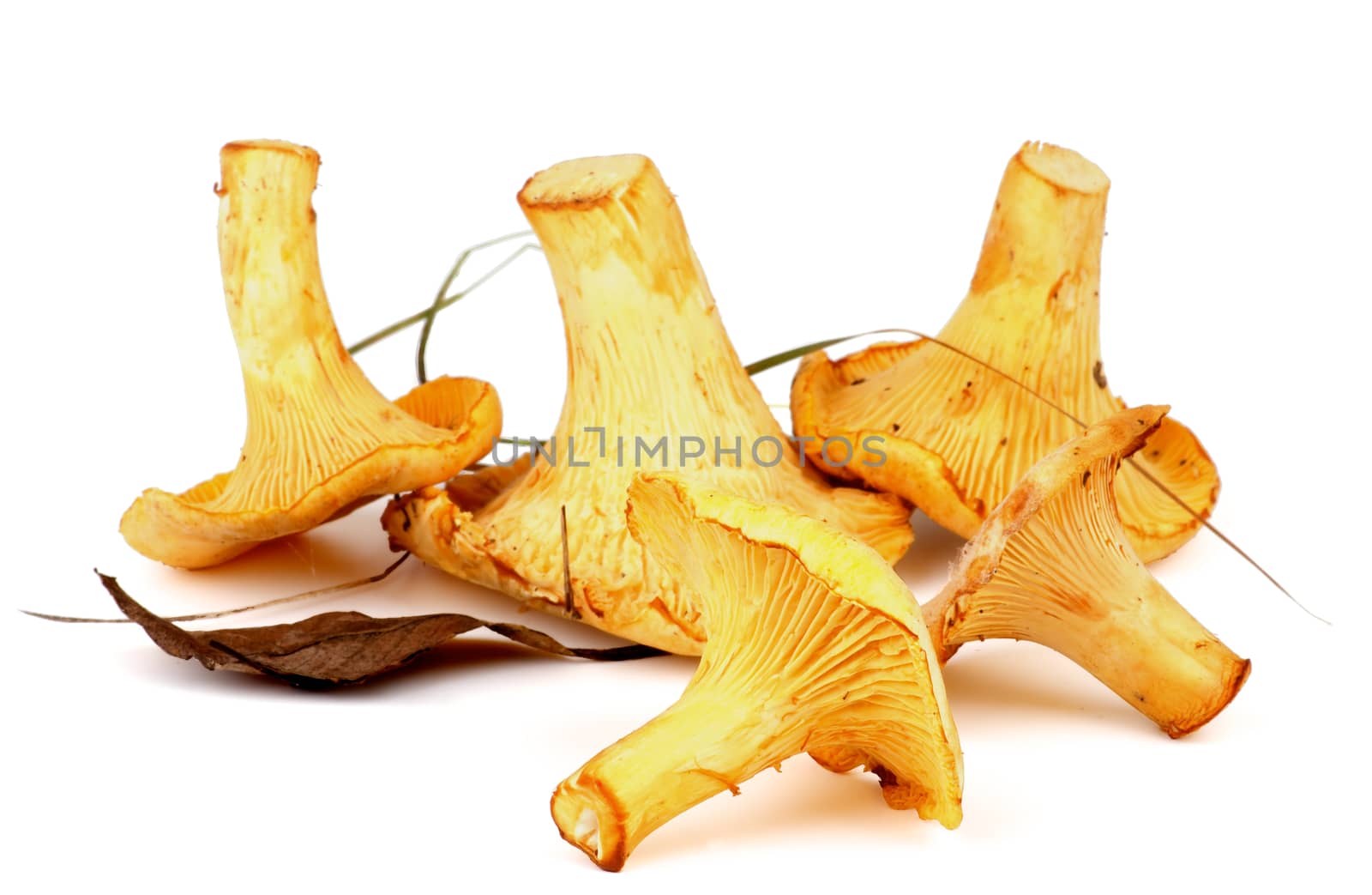 Heap of Perfect Raw Chanterelles with Dry Leaf and Grass isolated on White background