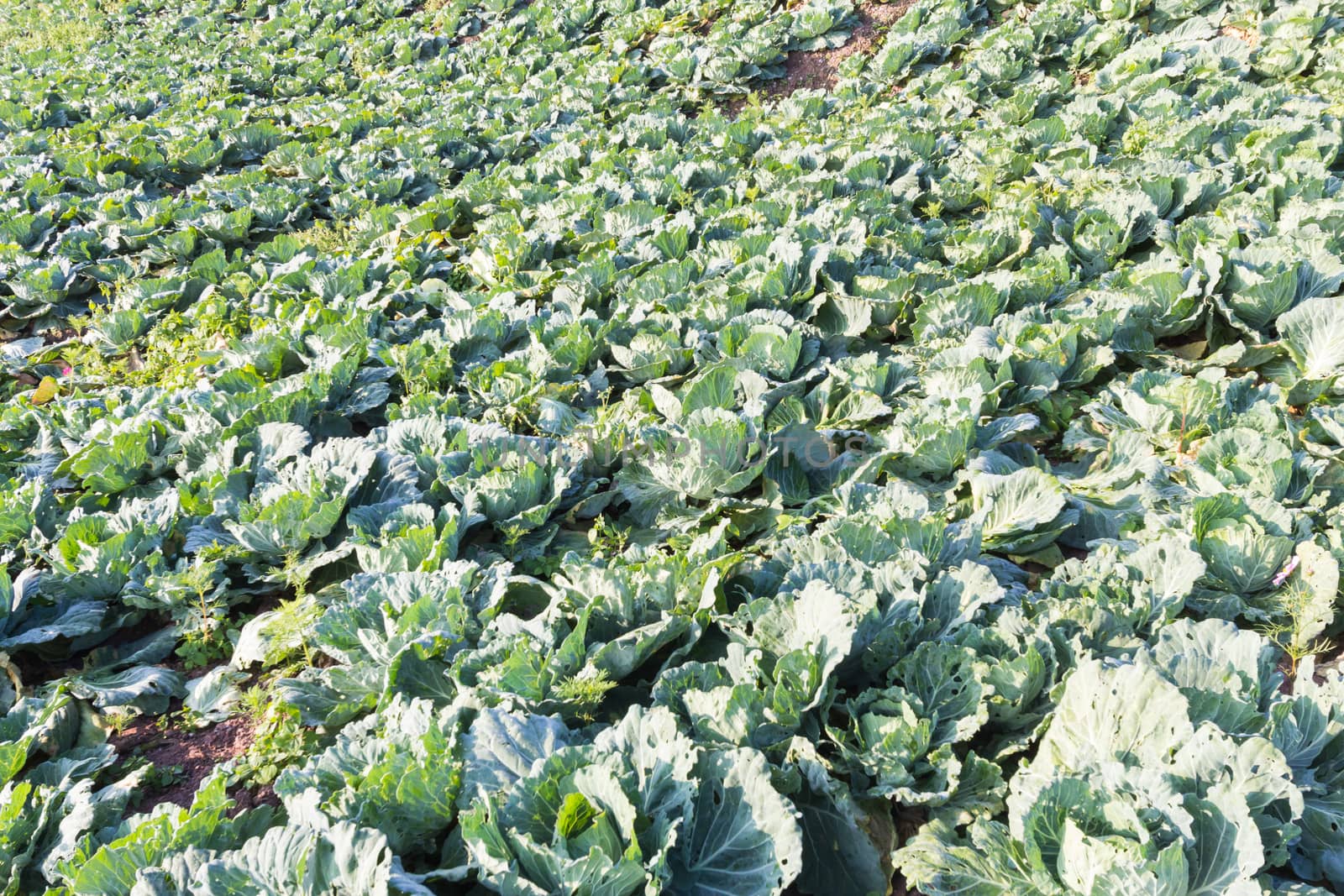 Fresh green cabbage (Brassica oleracea) on farmers market