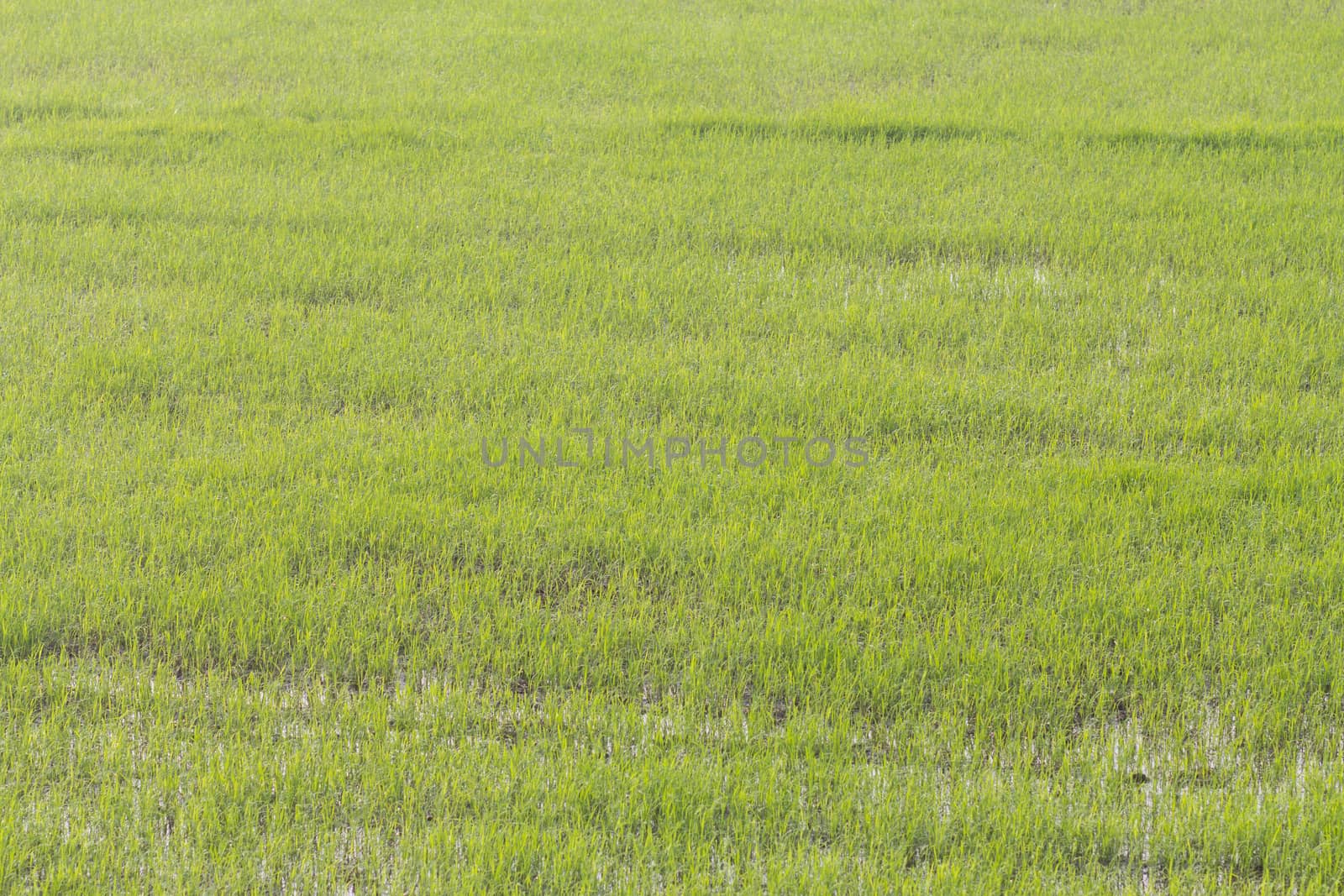 Paddy rice - Rice field  by kritsada1992
