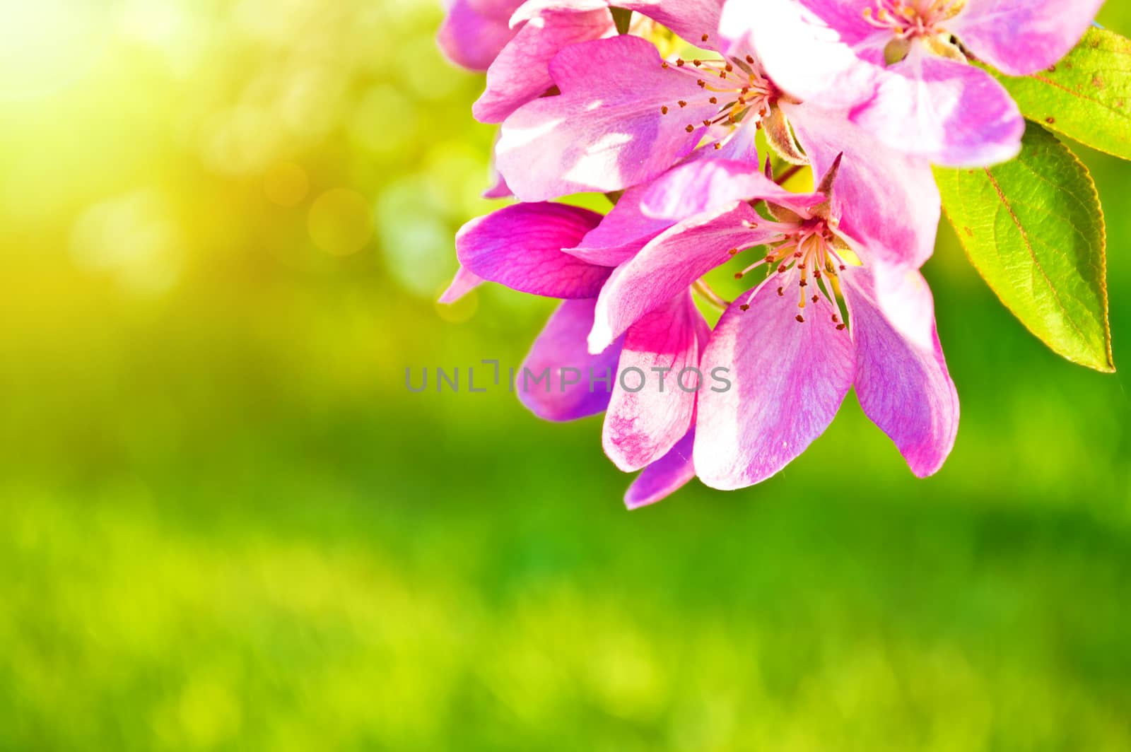 Blooming flowers in the green grass at spring. Nature and spring bokeh background.