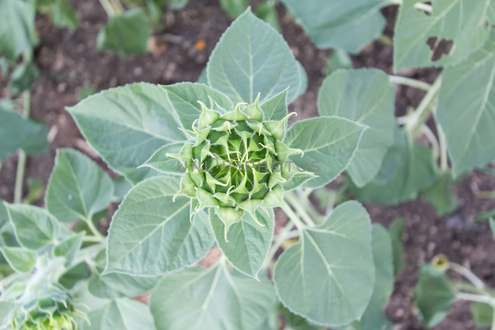 Fresh sunflower bud on sunflower plant.