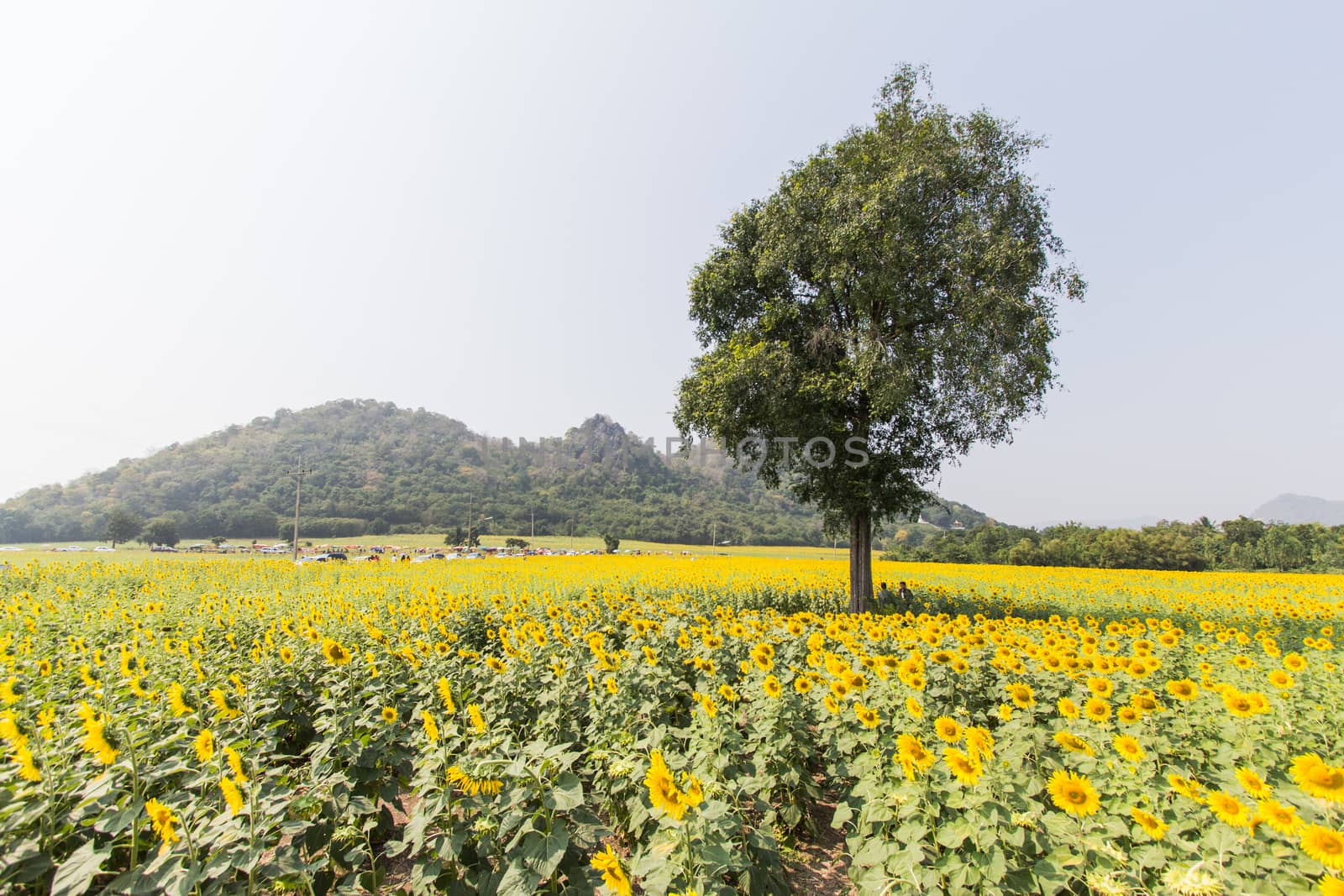 sunflower field and tree in thailand by kritsada1992