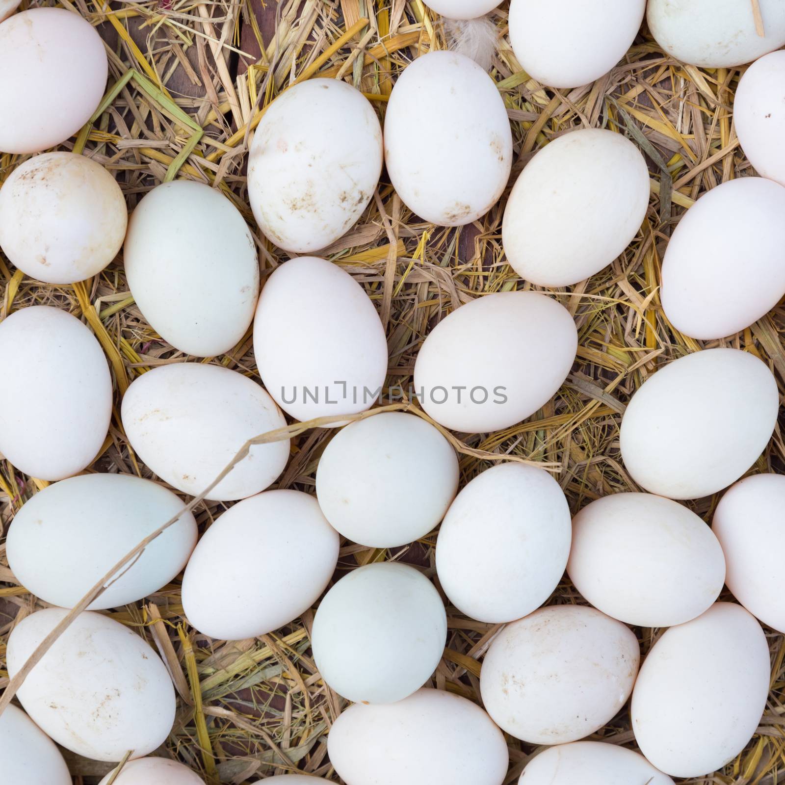 White eggs on a hay beeing sold at a local farm market. Square composition.