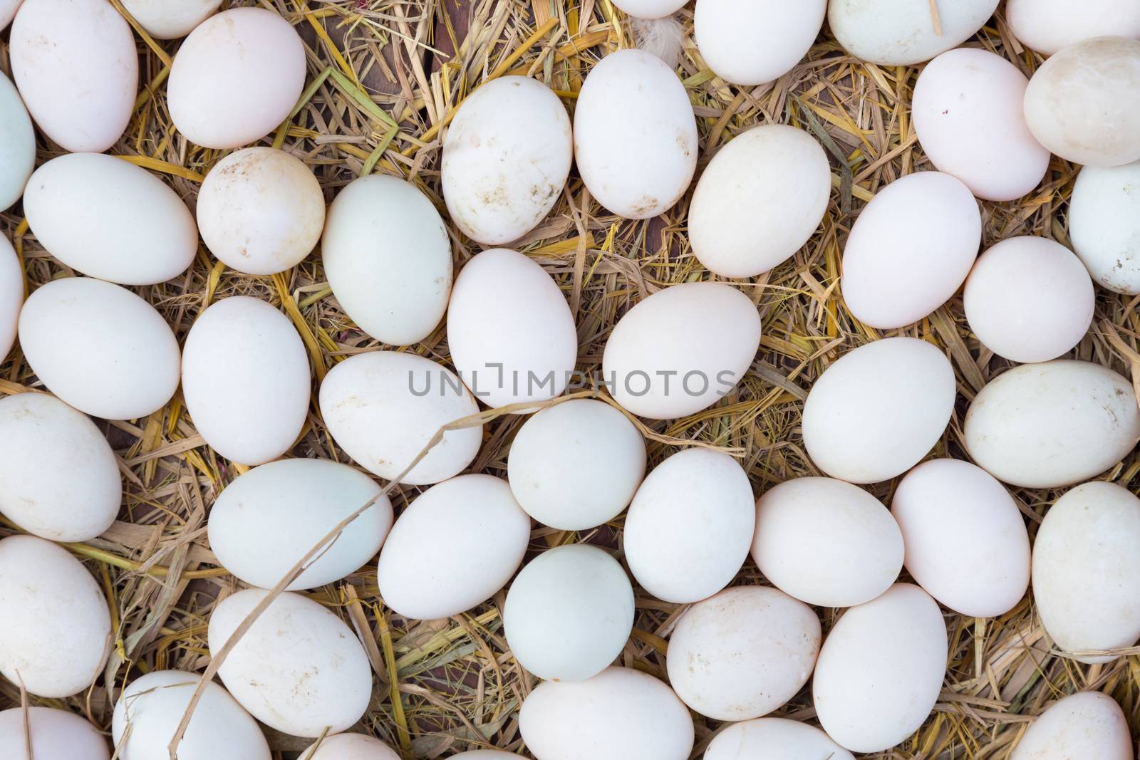White eggs on a hay beeing sold at a local farm market.