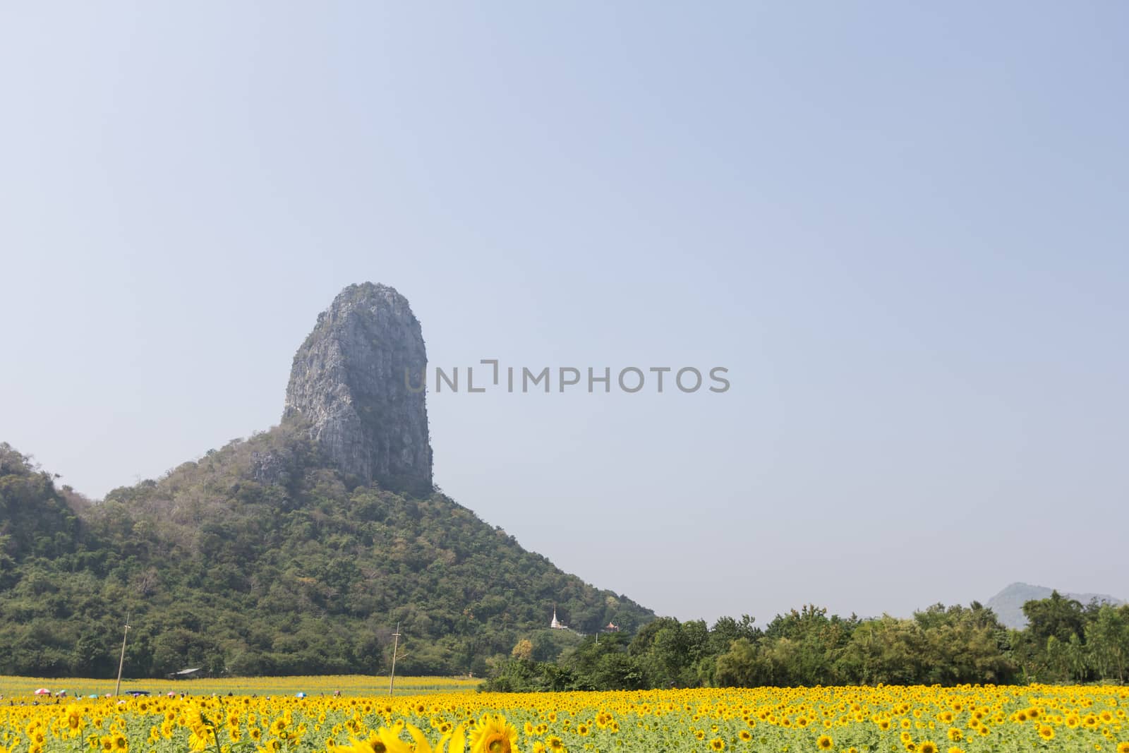 sunflower field and tree mountain by kritsada1992