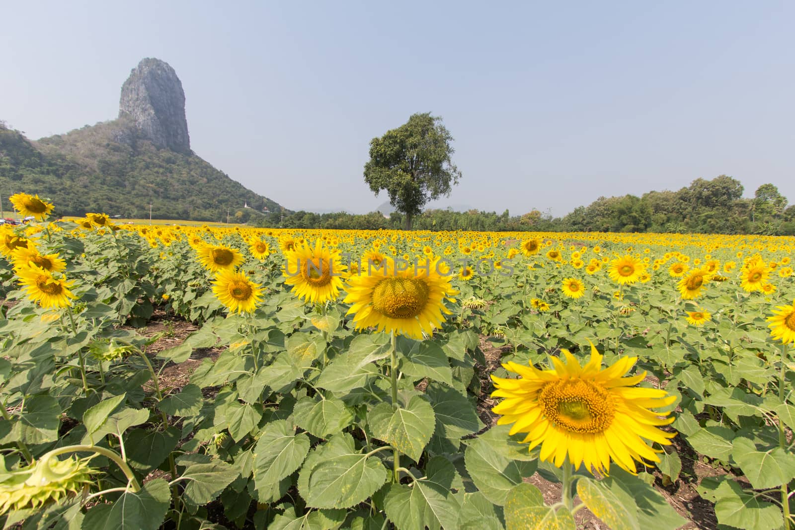 sunflower field and tree mountain by kritsada1992