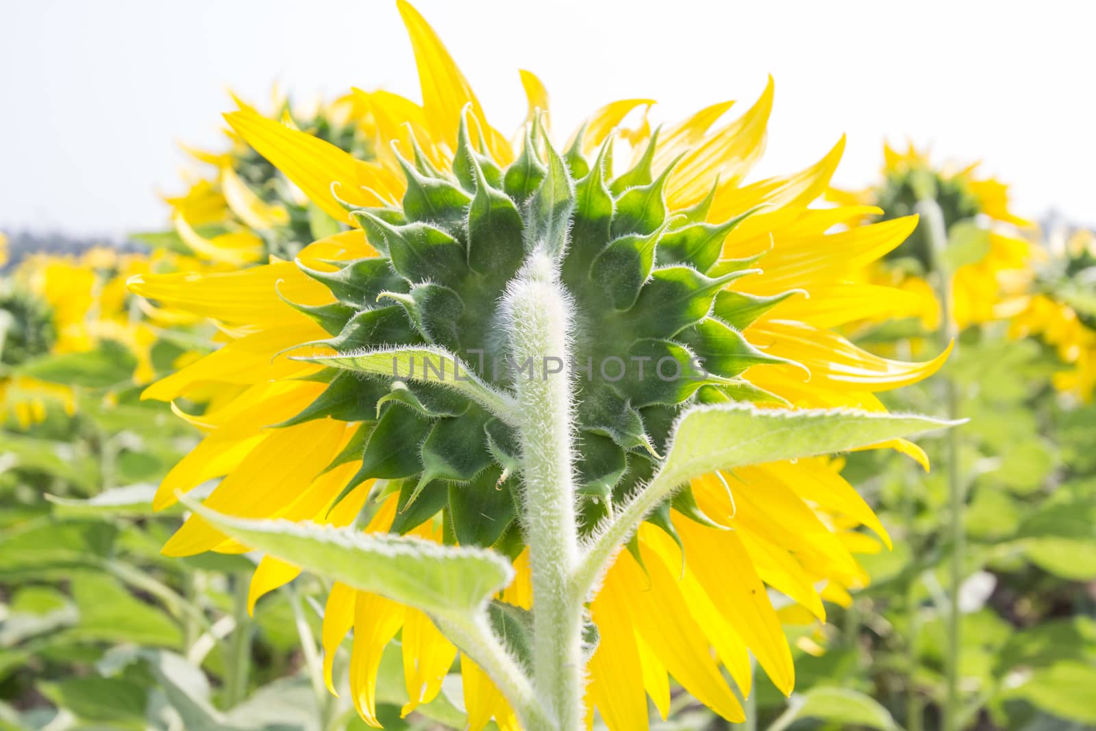 sunflower plant by kritsada1992