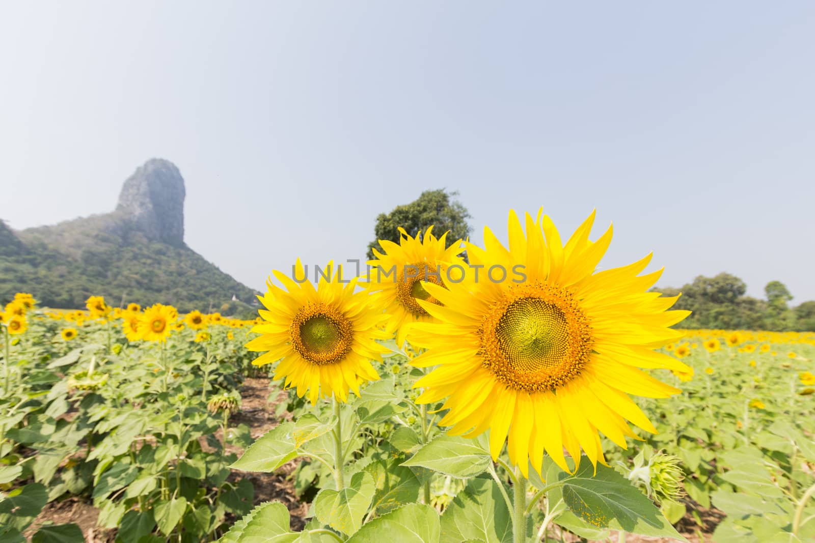 sunflower plant