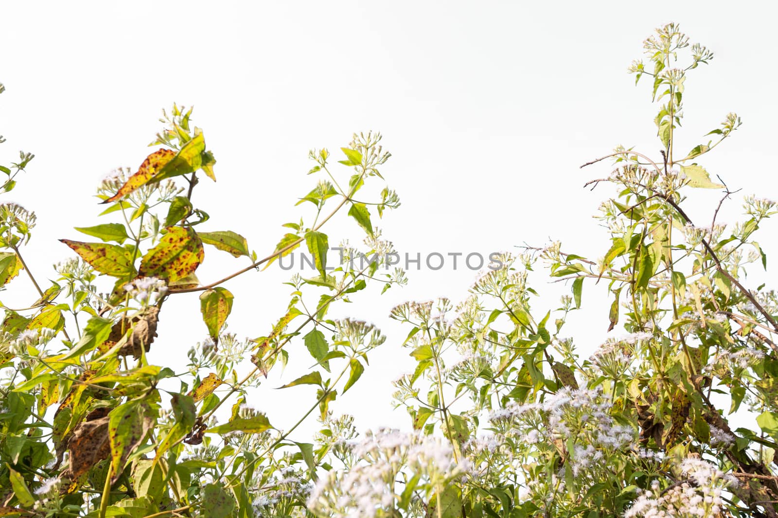 small white flowers isolated on white