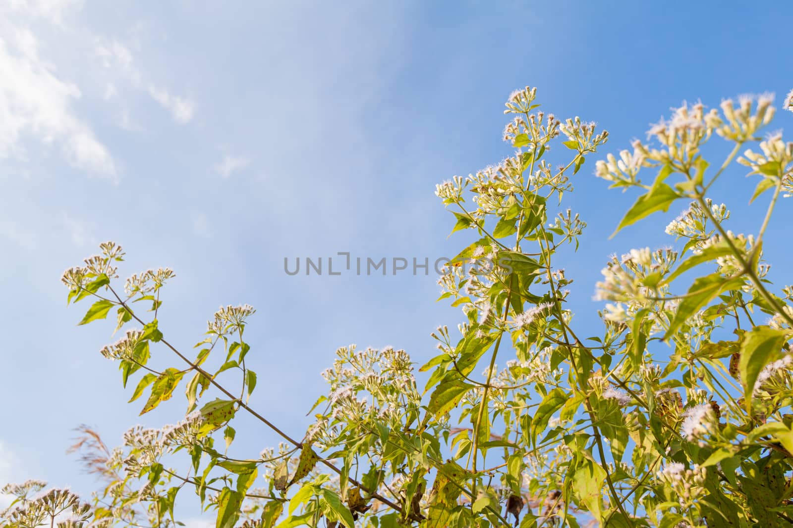 small white flowers in blue sky  by kritsada1992