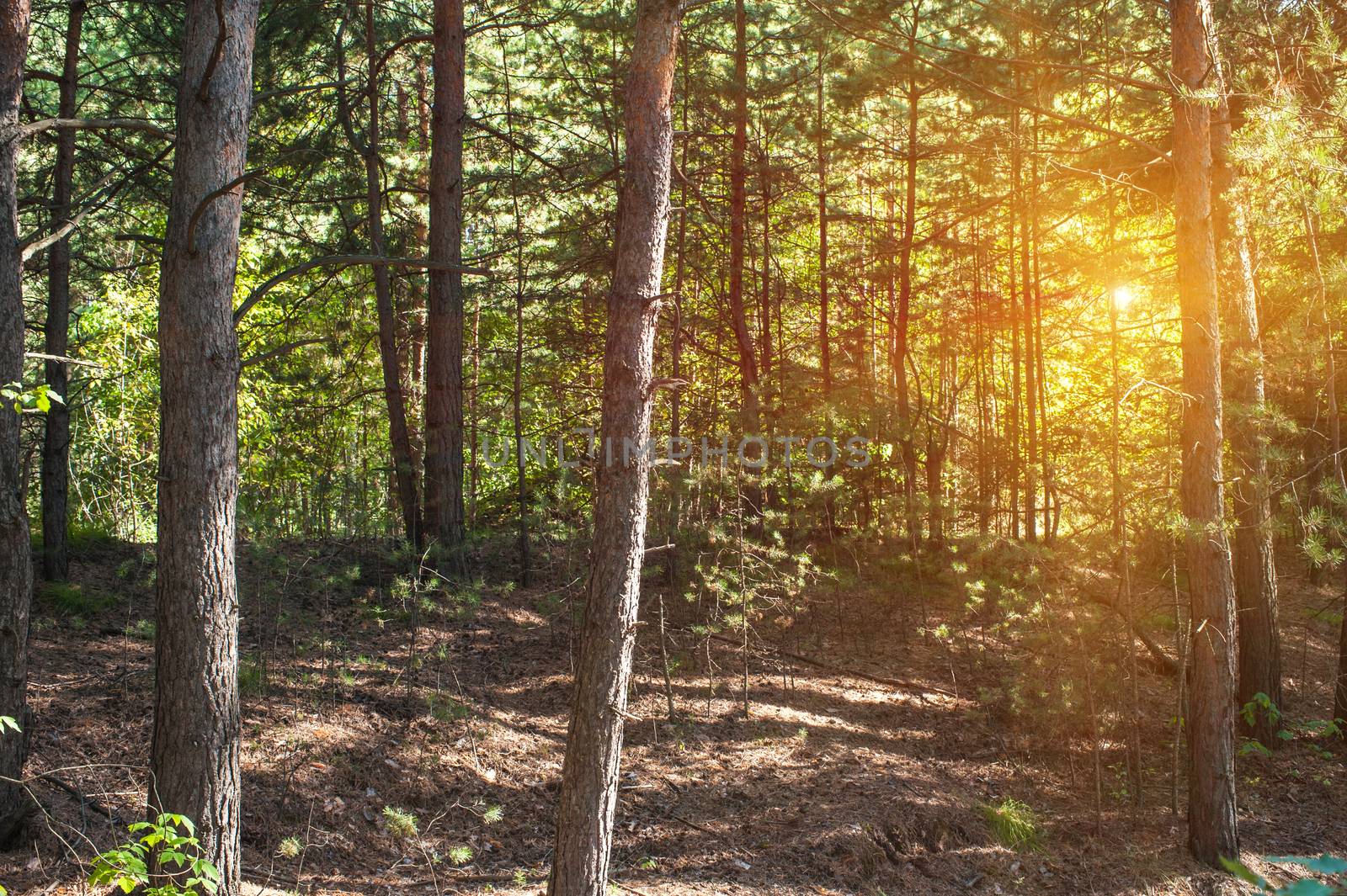 Beautiful scene in the forest with sun rays and shadows