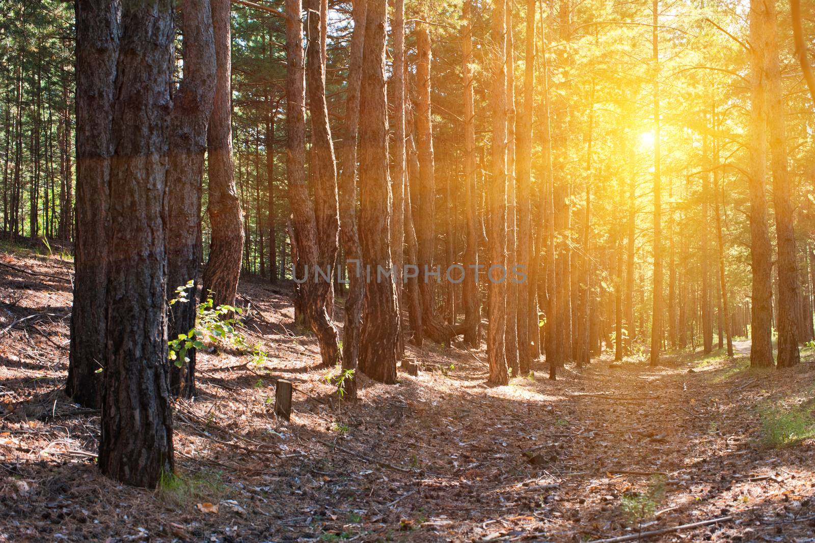 Beautiful scene in the forest with sun rays and shadows