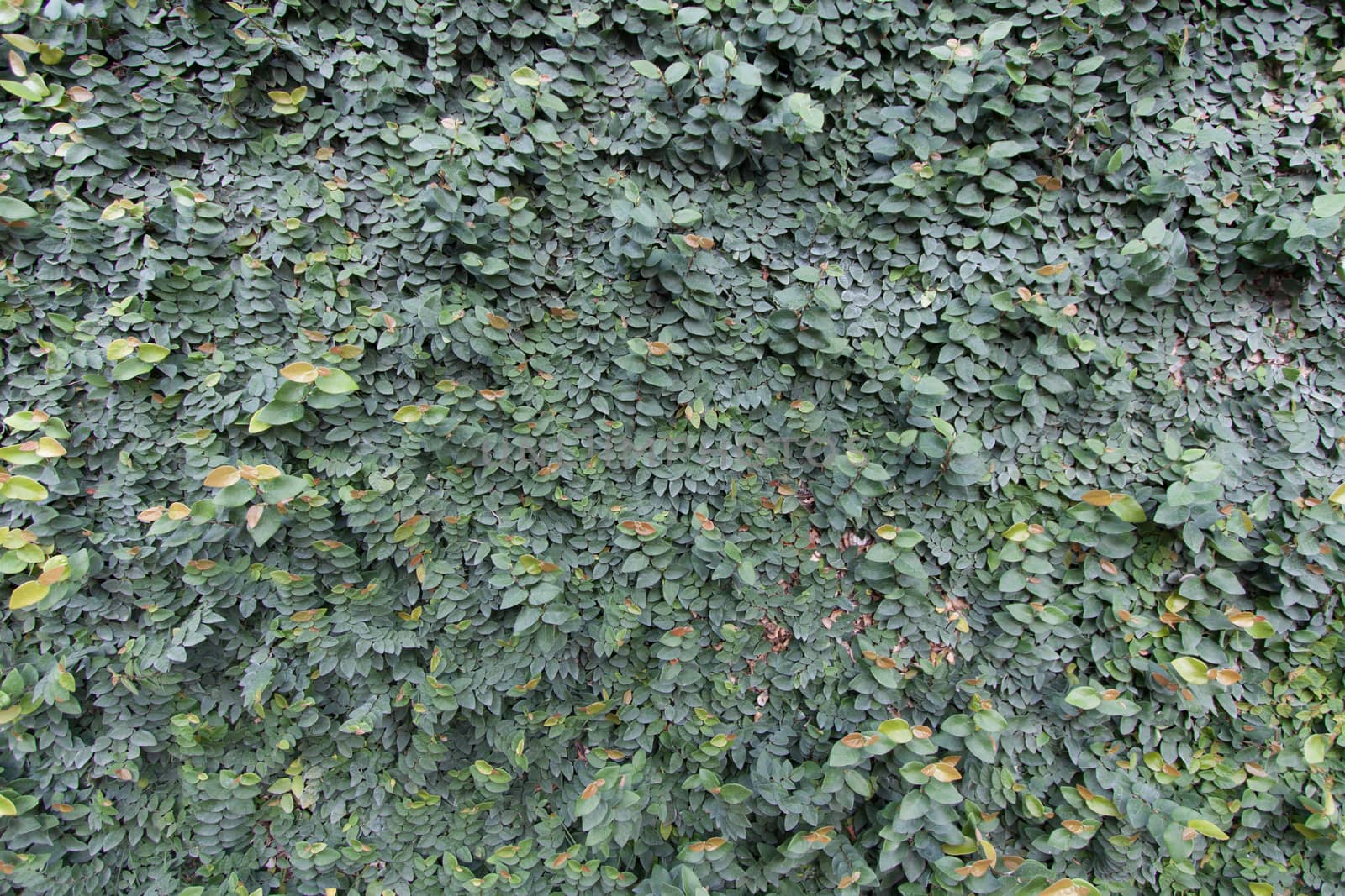 The Green Creeper Plant on the Wall