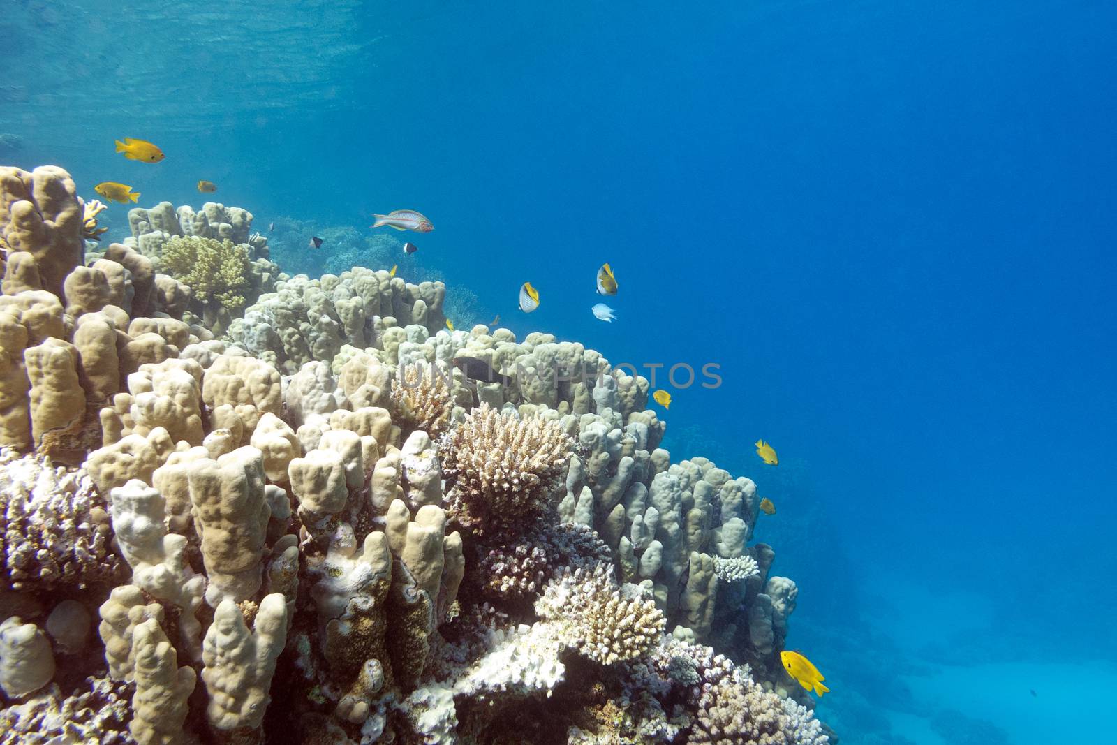Coral reef with porites corals at the bottom of tropical sea, underwater