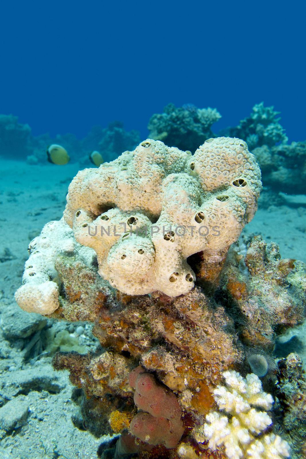 great white sea sponge in tropical sea, underwater by mychadre77