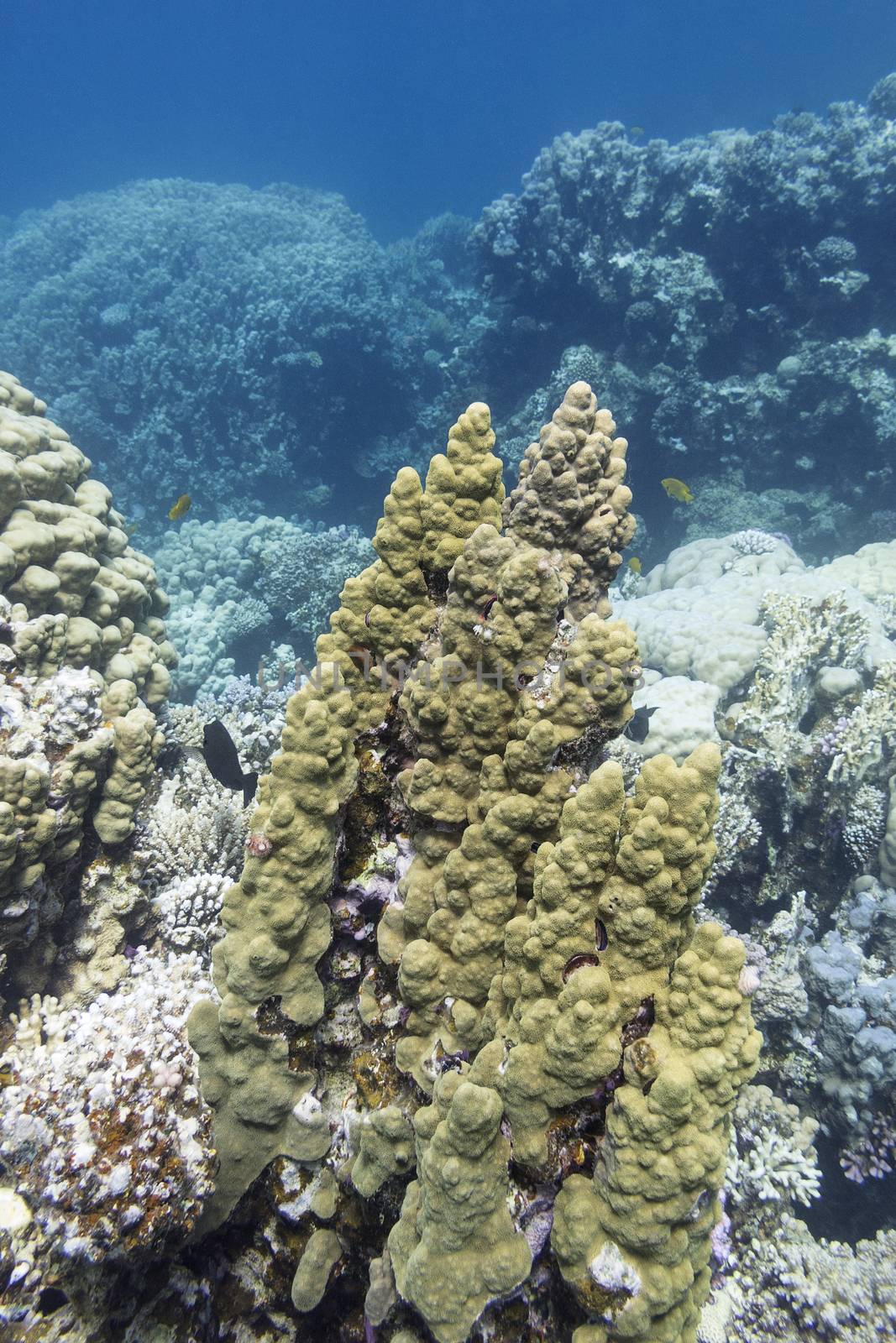 coral reef with porites coral in tropical sea, underwater by mychadre77