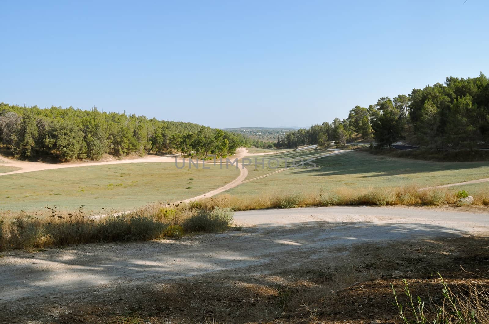 Forest Ben Shemen near Latrun, summer .