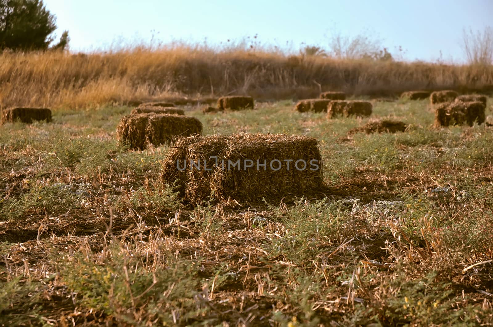 Wheat haystack . by LarisaP