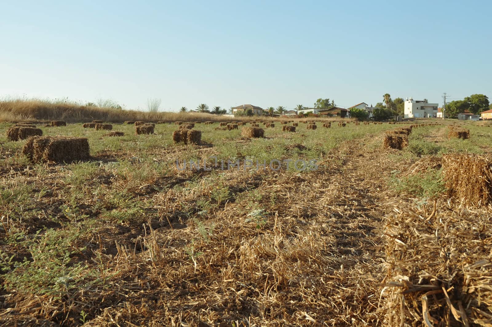 Haystack on the field in Iune . Israel .