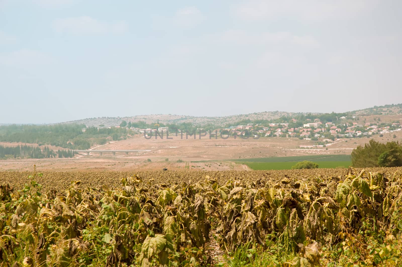 Fields of ripe sunflowers under Ierusaimom  . Israel . by LarisaP