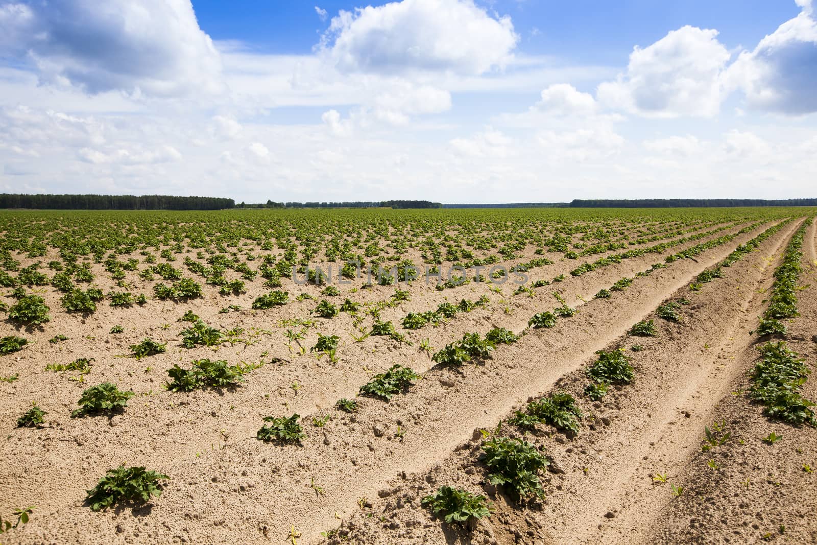   an agricultural field on which grow up potatoes