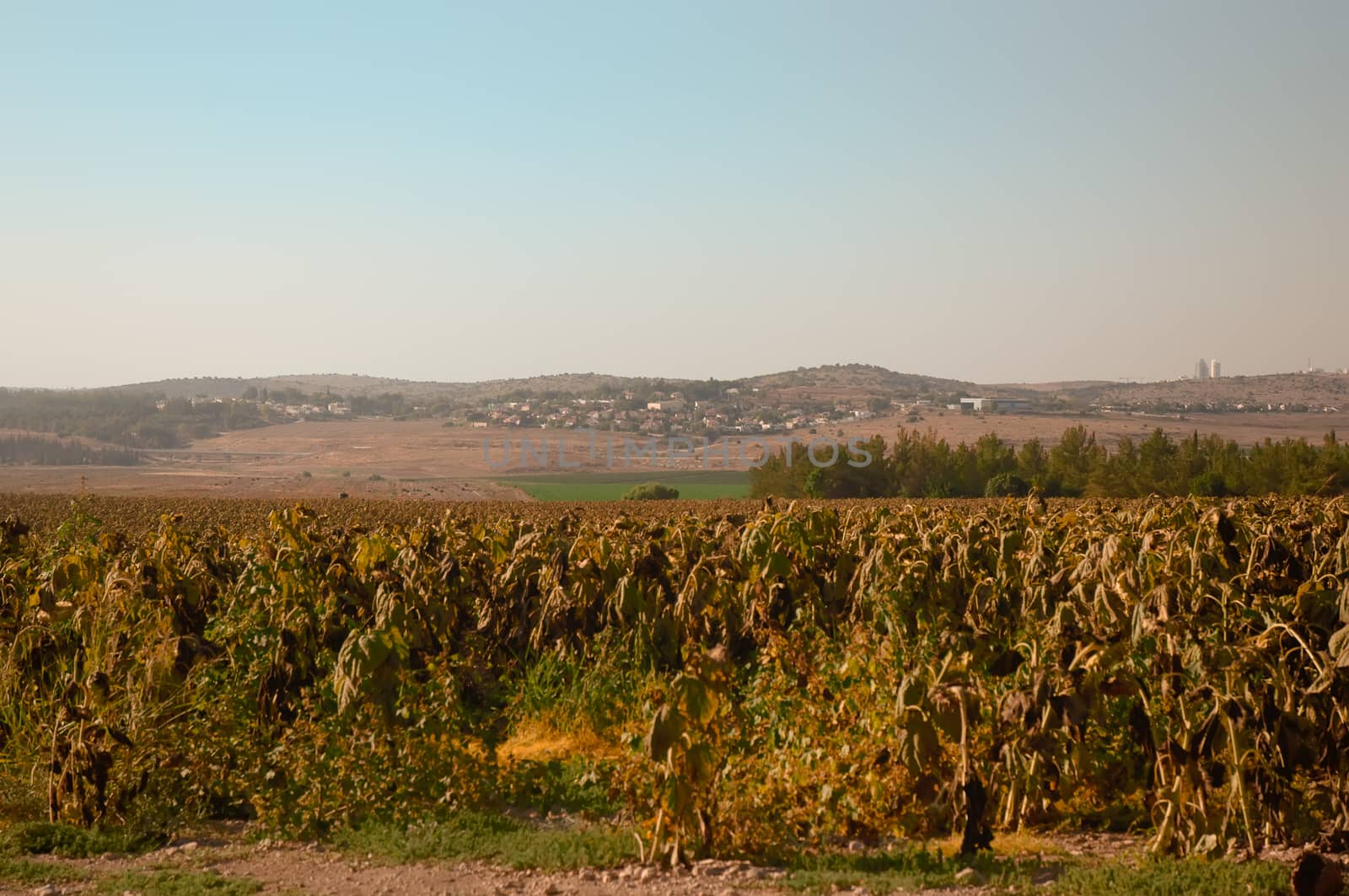 Fields of ripe sunflowers under Ierusaimom  . Israel . by LarisaP