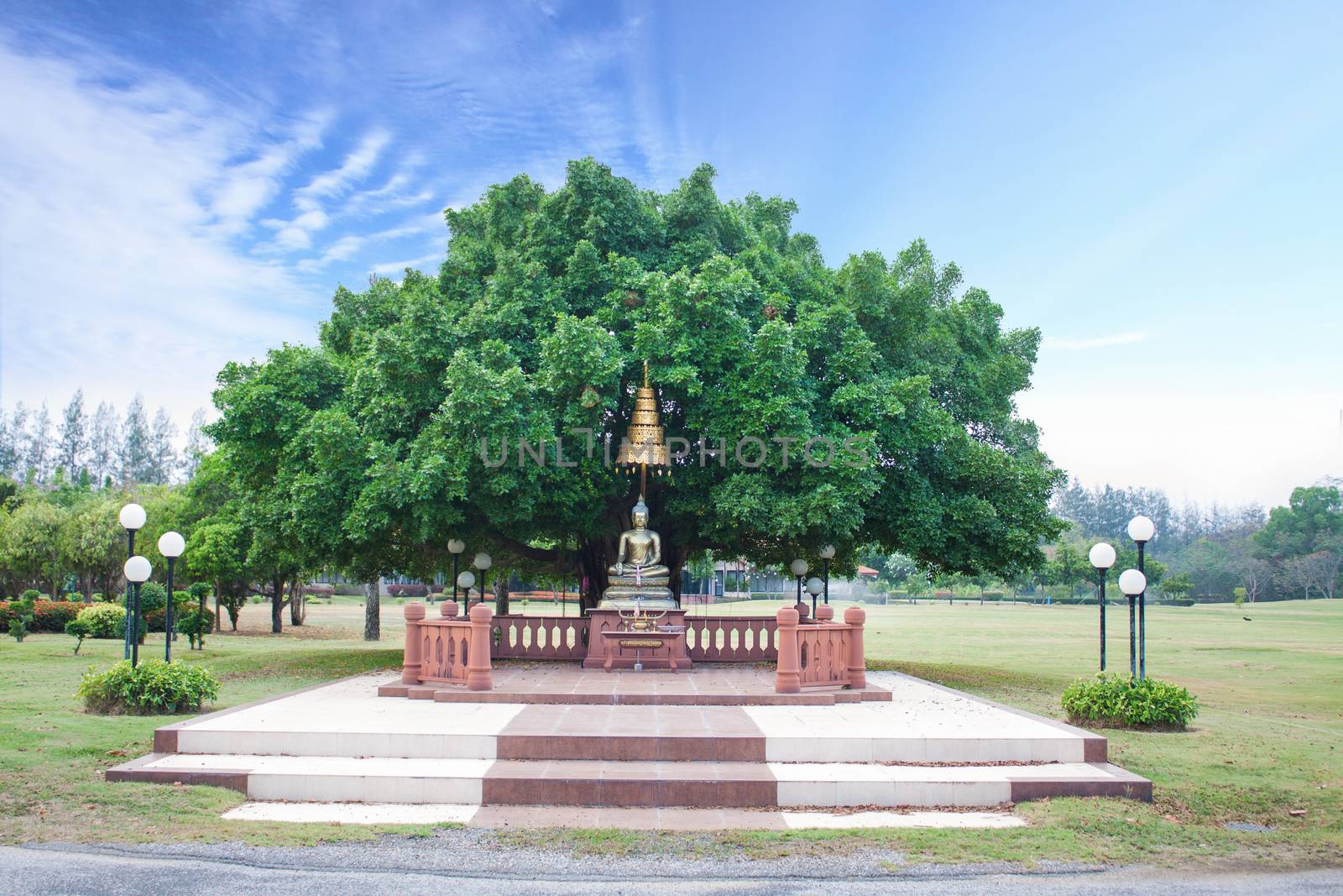 Buddha under the tree