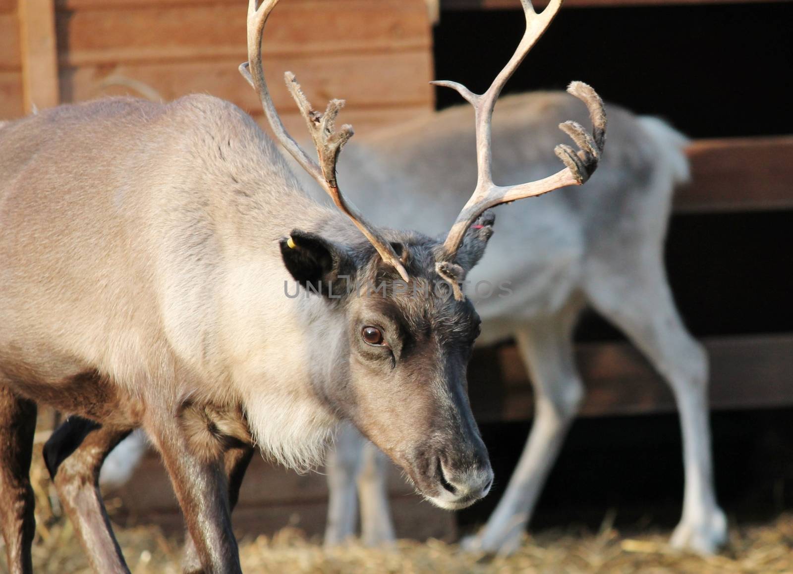 Reindeer with antlers by cheekylorns