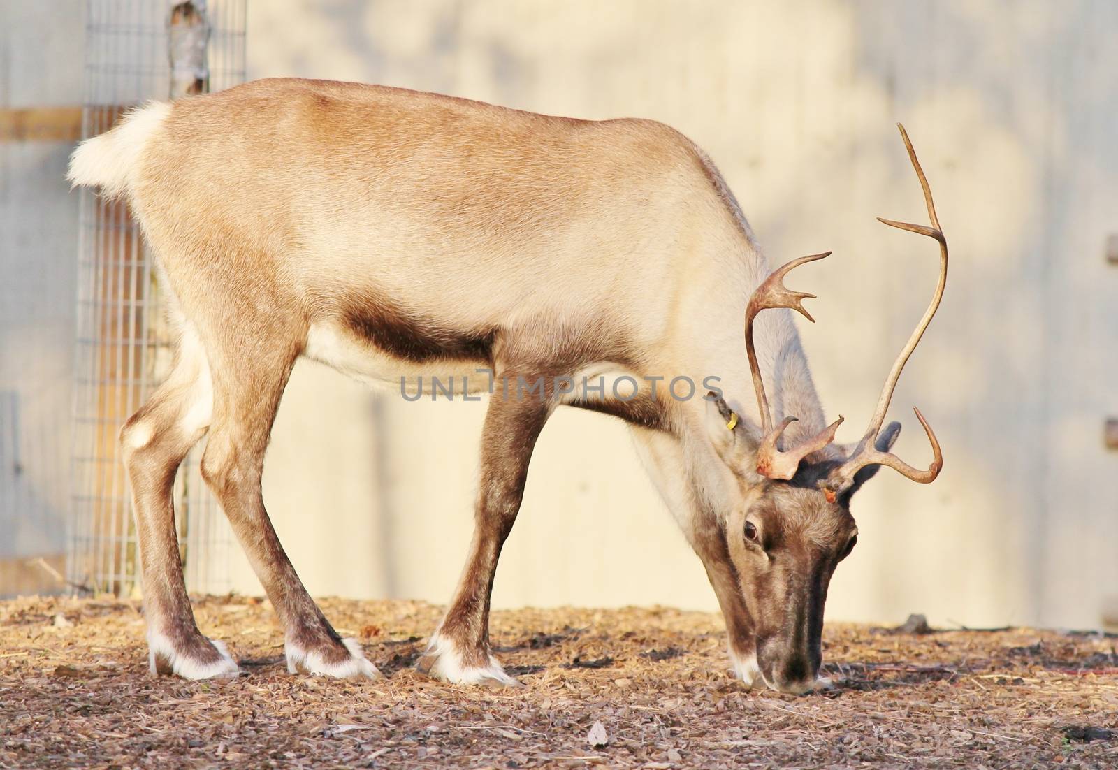 Reindeer with peeling shedding velvet on antlers 