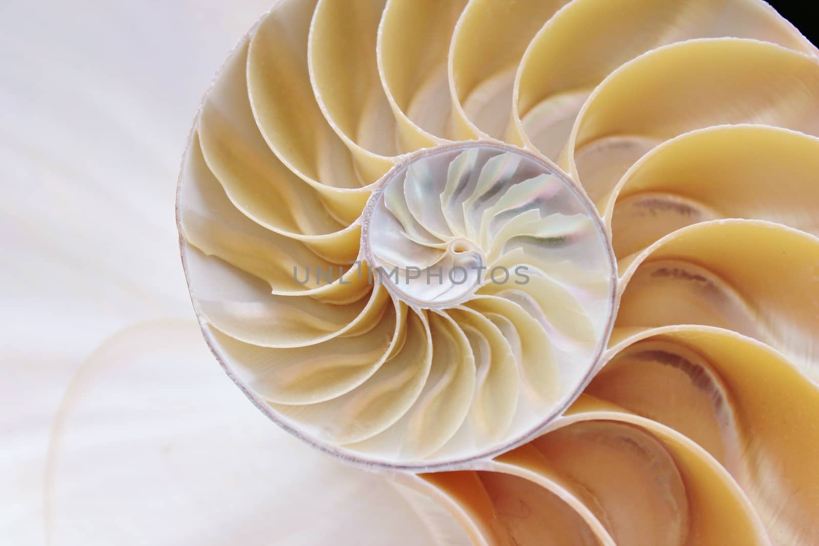 nautilus shell cross section spiral 