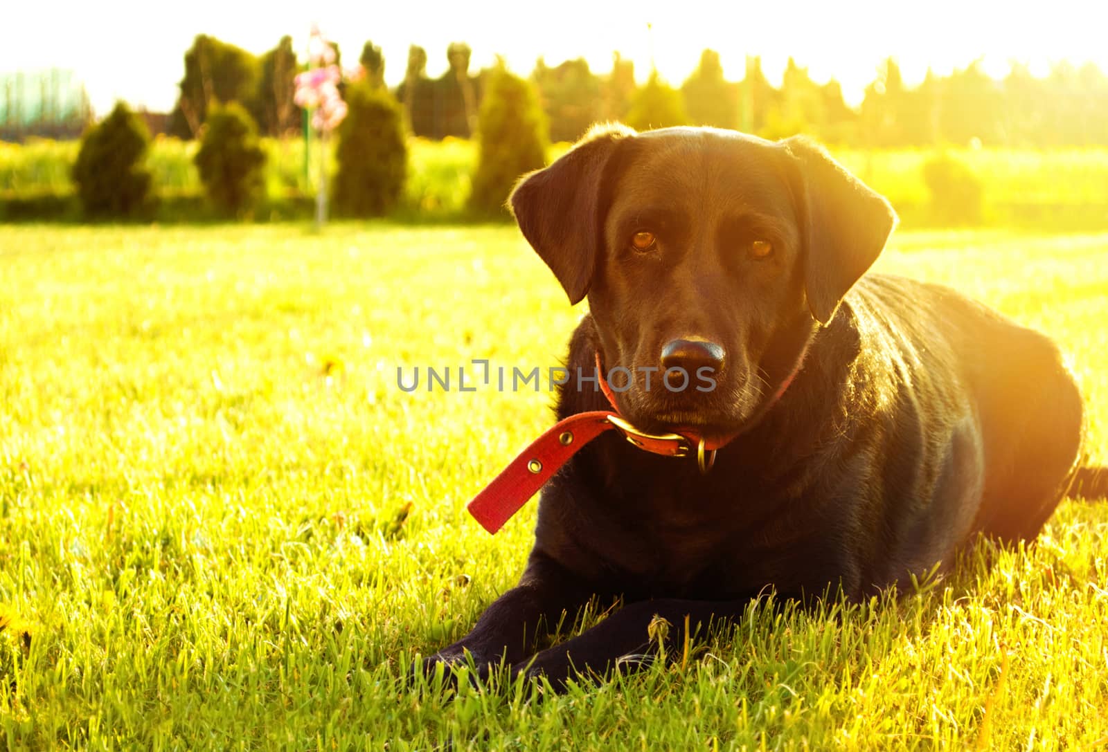 Cute black labrador dog lying on the grass in garden. Home animal.