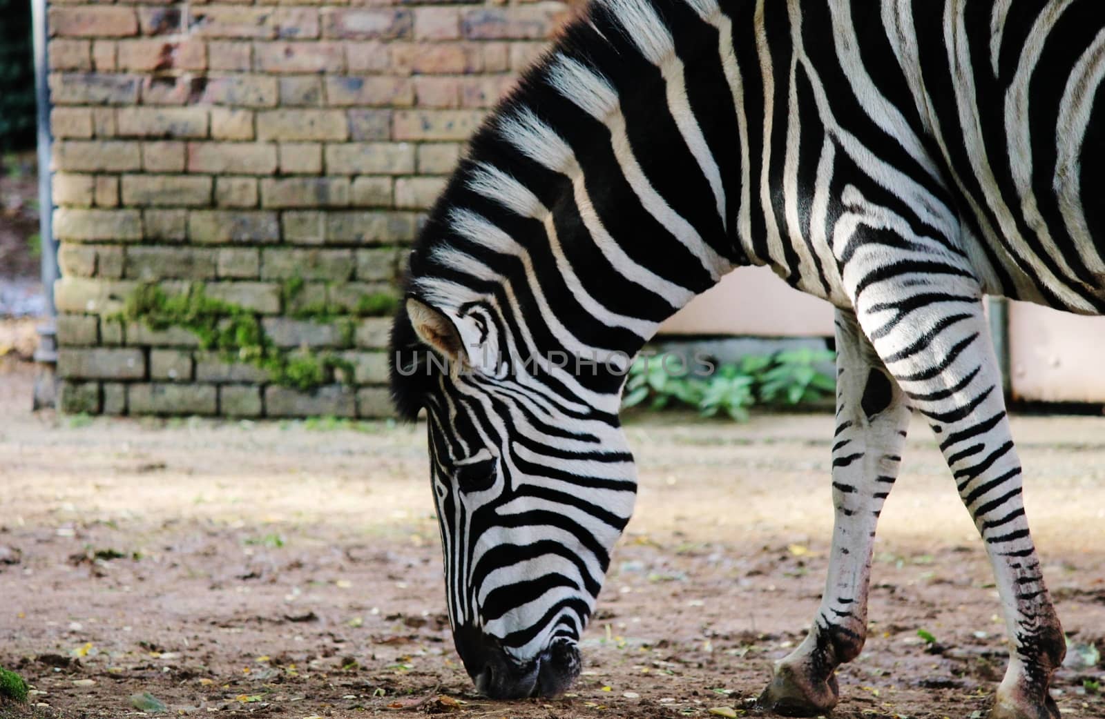 Black and white zebra at zoo  by cheekylorns