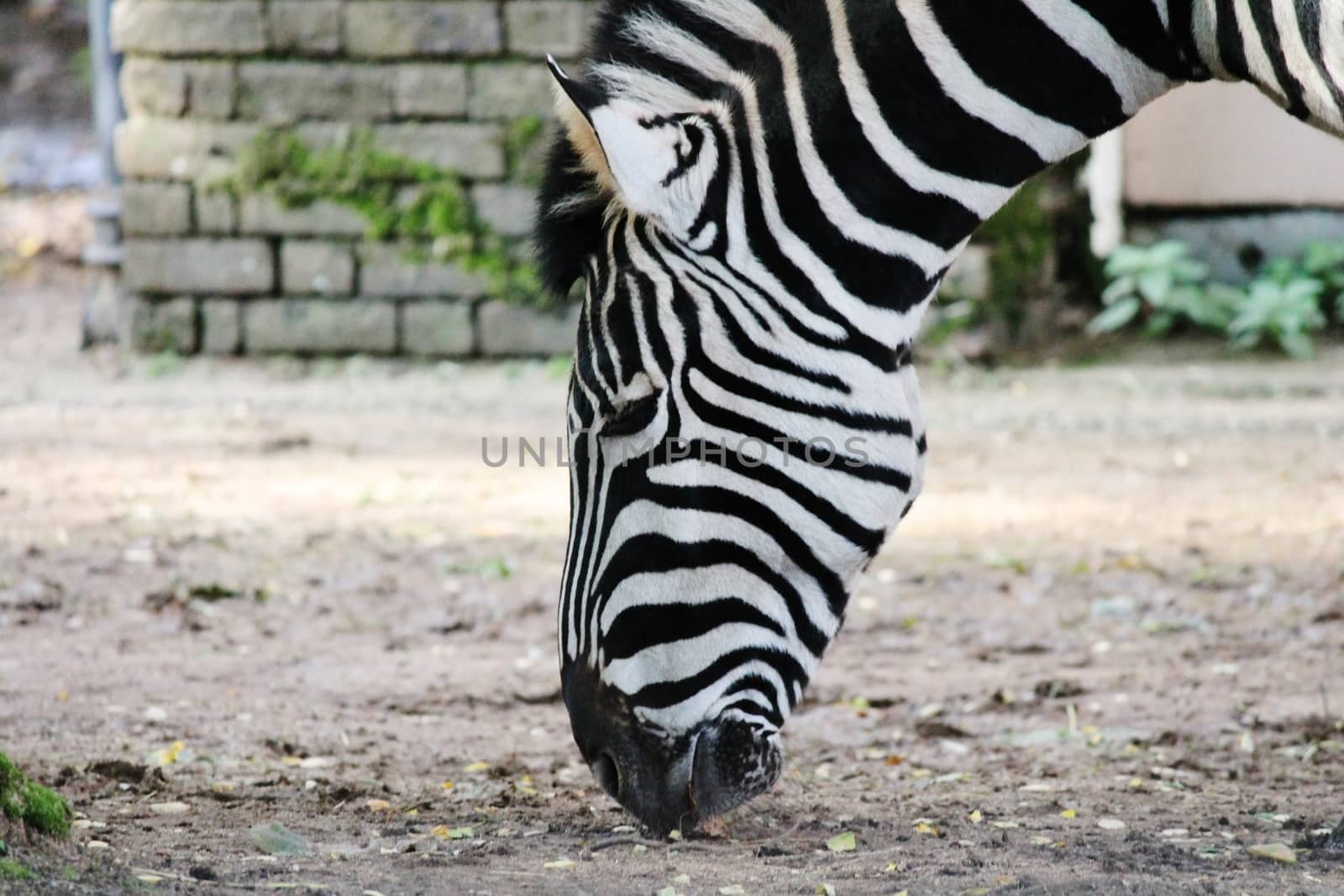 Black and white zebra at zoo  by cheekylorns